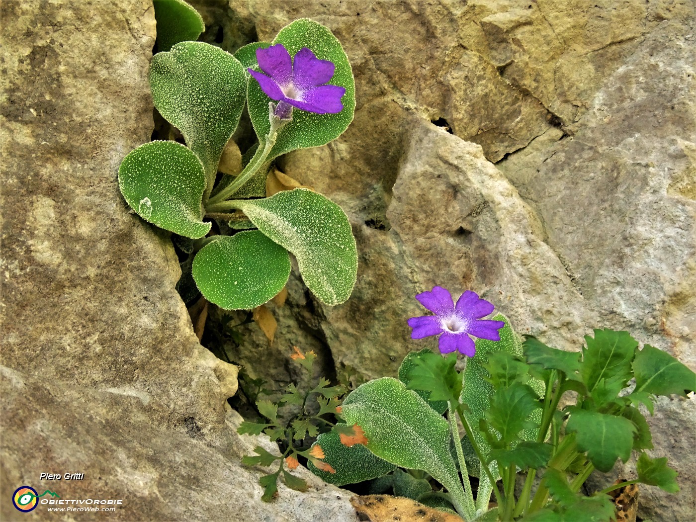 31 Primula Albenensis  (Primula del Monte Alben) nei pressi del Bivacco Plana (1280 m).JPG -                                